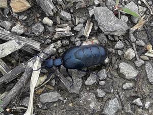 Májka obyčajná (Meloe proscarabaeus)