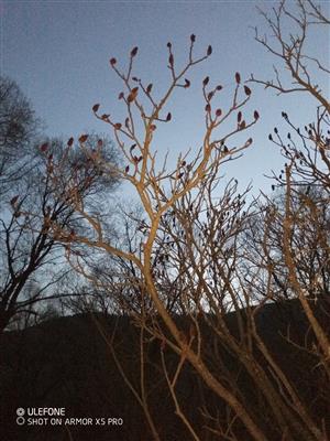 Rhus typhina - Peťovka