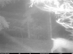 video lynx lynx