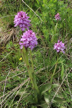 orchis tridentata