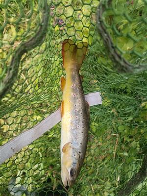 Salmo trutta morpha fario Linnaeus, 1758