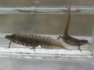 Lissotriton vulgaris