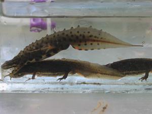 Lissotriton vulgaris