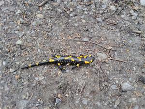 Salamandra škvrnitá