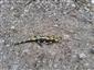 salamandra škvrnitá