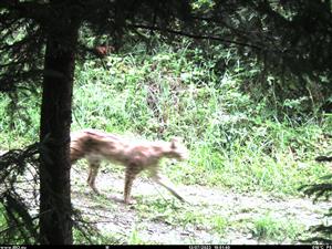 Lynx lynx