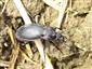 Carabus (Eucarabus) schedleri helleri Ganglbauer, 1892