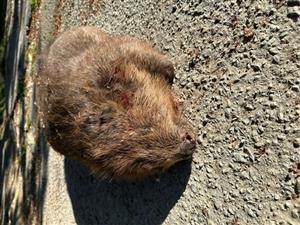 Castor fiber