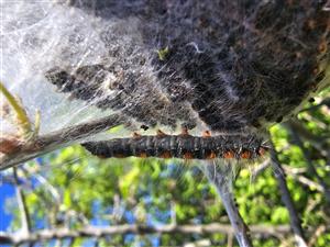 Priadkovec trnkový (Eriogaster catax)