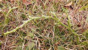 Plavúň obyčajný (Lycopodium clavatum)