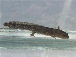 Salamandra salamandra