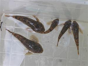 Cottus gobio