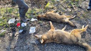 Canis lupus