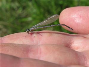 Coenagrion puella 