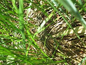 Lacerta agilis