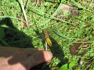 Libellula depressa
