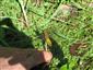 Libellula depressa Linnaeus, 1758
