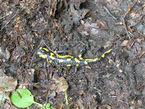 Salamandra
