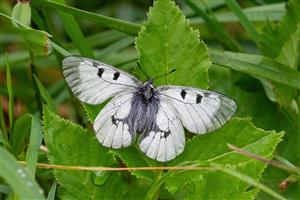 Jasoň chochlačkový (Parnassius mnemosyne)
