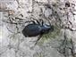 Carabus (Procrustes) coriaceus coriaceus Linnaeus, 1758