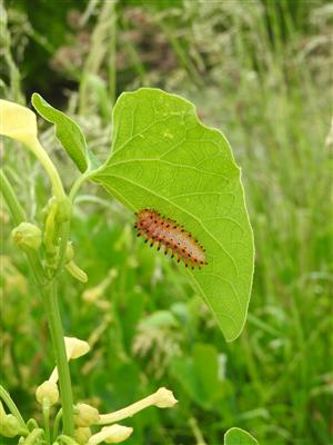 Larva