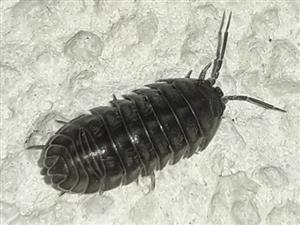 Zvínavka (Armadillidium nasatum)