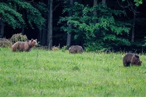 Medveď hnedý (Ursus arctos)