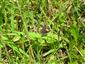 Plebejus argus (Linnaeus, 1758)