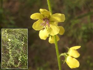 Divozel švábový (Verbascum blattaria)