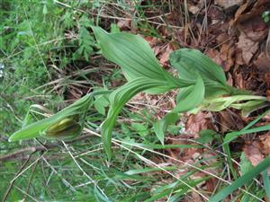 Cypripedium calceolus