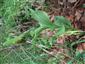 Cypripedium calceolus