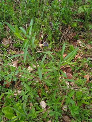 Solidago canadensis 