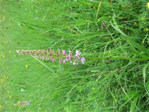 Gymnadenia conopsea