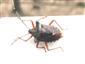 Pentatoma rufipes (Linnaeus, 1758)