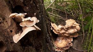 Vejárovec obrovský (Meripilus giganteus)