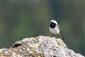 Motacilla alba alba Linnaeus, 1758