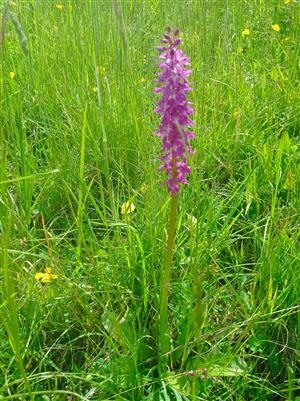 Dactylorhiza majalis