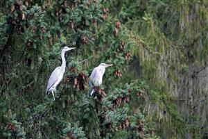 Ardea cinerea