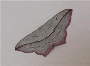 Piadica štiavcová (Timandra comae)