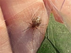Snovačka trojuholníková (Steatoda triangulosa)