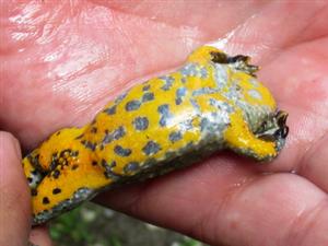 Bombina variegata
