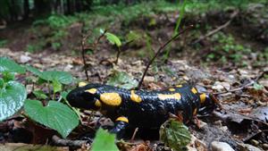 Salamandra škvnitá