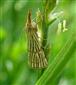 Chrysocrambus linetella (Fabricius, 1781)