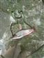 li add