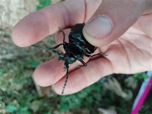 Prionus coriarius