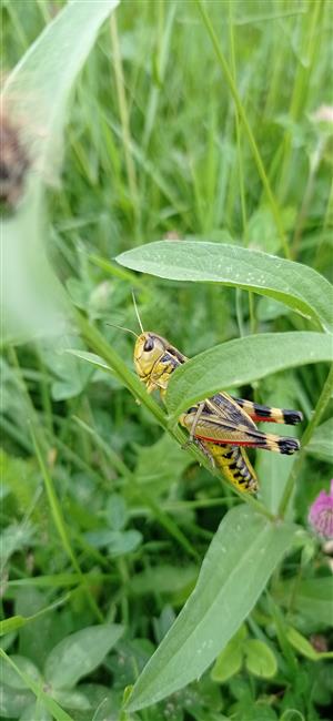 Arcyptera fusca