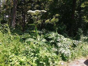 Heracleum_Bojnice_10_07_2024