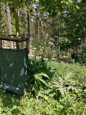 Heracleum_Bojnice2_10_07_2024