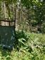Heracleum_Bojnice2_10_07_2024