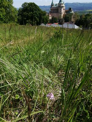Bojnice_bazantnica_30_04_2024